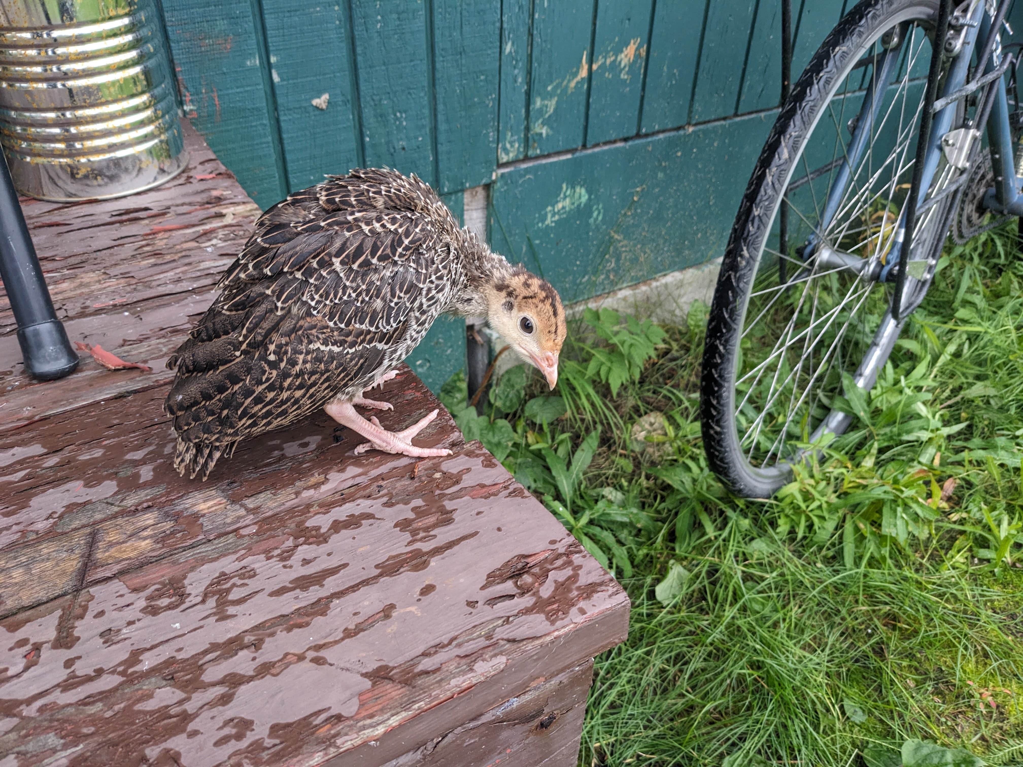 photo of a baby turkey on a stoop